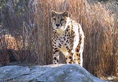 Gepard (3 von 41).jpg